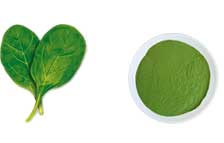 Freeze Dried Spinach Powder