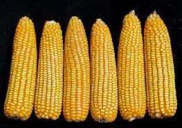 Yellow Maize