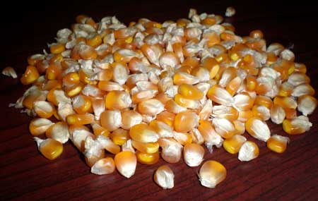 Maize Seeds, Grade : Food Grade