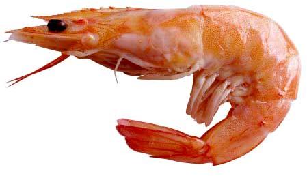 Prawn Fish