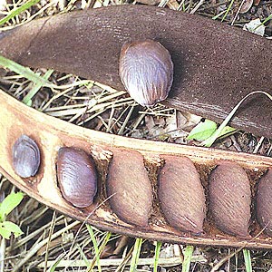 Frangipani Oil, Purity : 99%