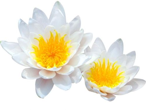 White Lotus Absolute Oil