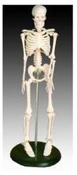 Mini Skeleton Model