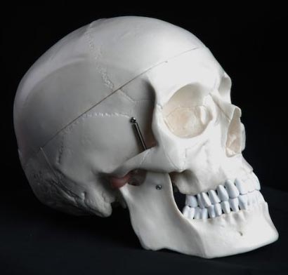 Skull Model