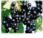 Black Currant Extract