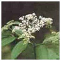 Elderberry anthocyanin(monica At Seaweedbiochem Dot Com)