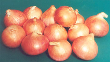 Light Red Onion