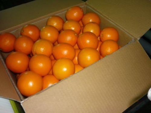 Fresh orange, Country of Origin : India