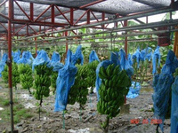 Cavendish Bananas Ready For Exportation, Brand Name : delmonte