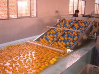 Valencia Oranges, Navel Oranges