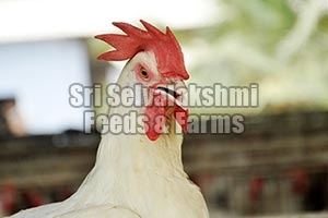 Poultry Manure,poultry Manure, For Agriculture, Packaging Type : Plastic Bag