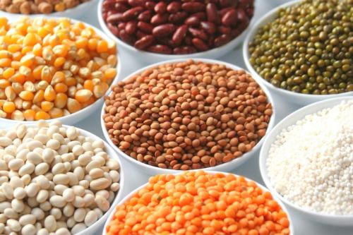Organic Indian Pulses, Feature : Easy To Cook, Healthy To Eat, Nutritious