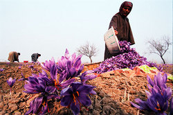 Kashmiri Mongra