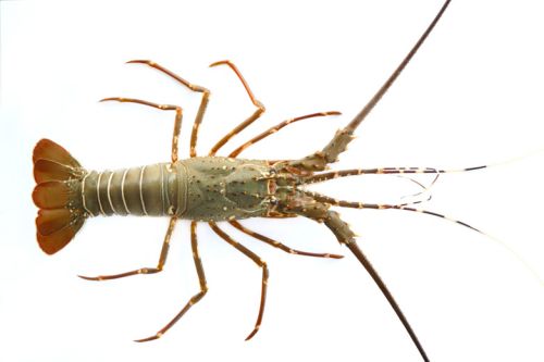 Rock Lobster, Packaging Type : Thermocol Box