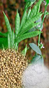 Organic Guar Gum Seeds, For Agriculture, Cooking, Medicinal, Style : Dried