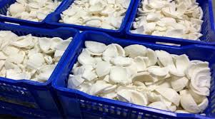 Vashini 10x10 16x16 Customized Frozen Coconut Meat