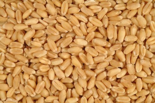 Wheat seeds, Shelf Life : 1 Year