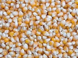 Yellow corn, Seed Type : Hybrid