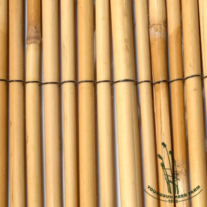 Reed Fence, Packaging Type : natural golden