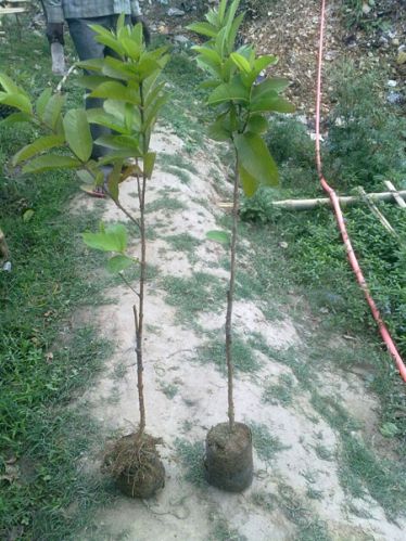 Grafted Guava Plant