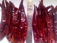 Shrih Red Chilli, For Food, Style : Dried