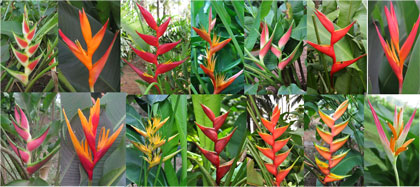 Heliconia Plant