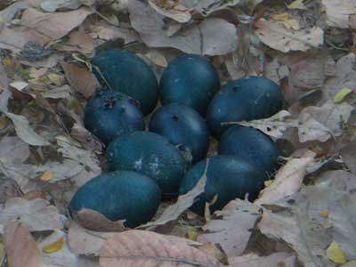 Emu Eggs