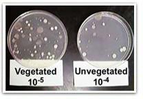 Tobramycin Injection