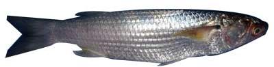 Grey Mullet Fish