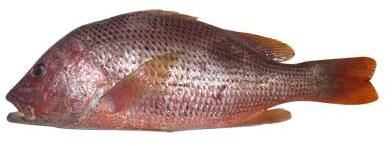 Red Snapper Fish, For Cooking, Making Medicine, Style : Fresh, Frozen