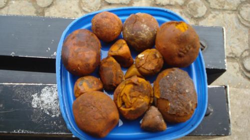 Ox Gallstone