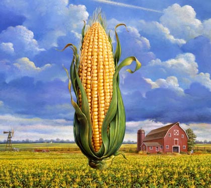 Yellow corn, Moisture Ratio : 14% Aproxx