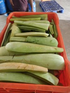 Aloe Leaf