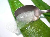 Aloe vera pulp