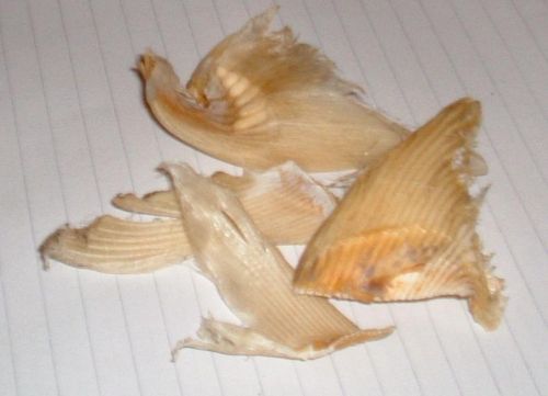 Dried Shark Fins