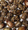 Castor Seeds