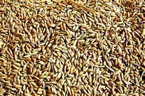 Paddy Seeds