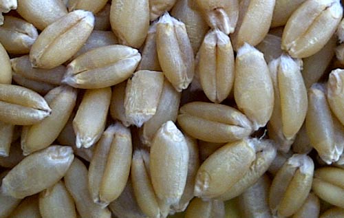 Wheat Seed (PBW-154)