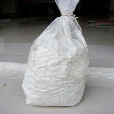 Organic Oyster Mushroom Spawn, Shelf Life : 3 Months