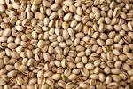 Pistachio nuts