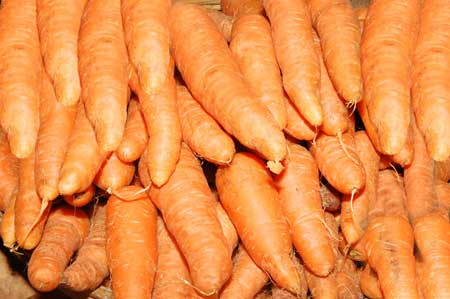 Fresh carrot, Storage Condition : Natural