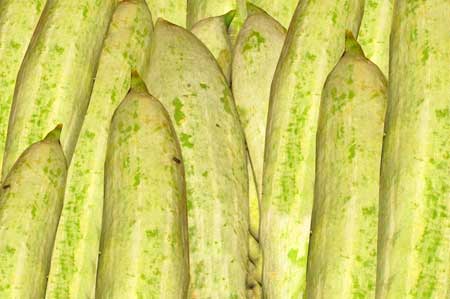 Fresh Snake Gourd