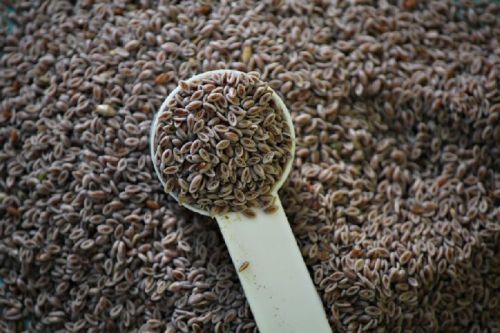 GMO Psyllium, For Food, Healthcare Products, Form : Husk, Powder