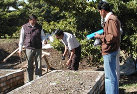 Organic Dry Safed Musli