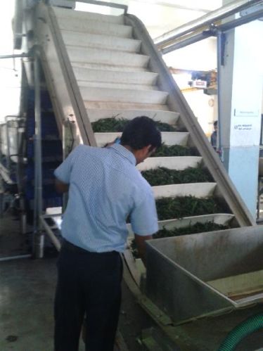 IQF Frozen Vegetable Processing Machinery