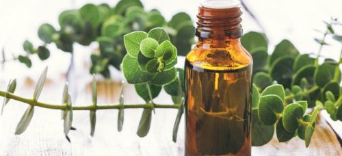 Eucalyptus Oil, Certification : HACCP, WHO, ISO, GMP
