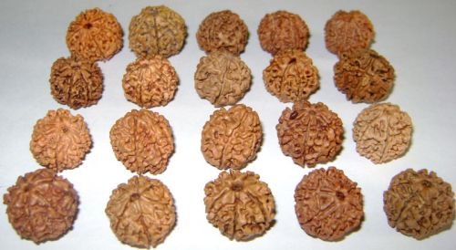 Rudraksha