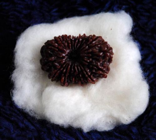 Rudraksha 21 Mukhi Beads