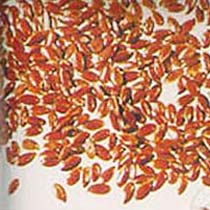 Alsi Seeds
