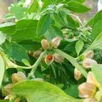 Ashwagandha Leaves, Withania Somnifera Leaves